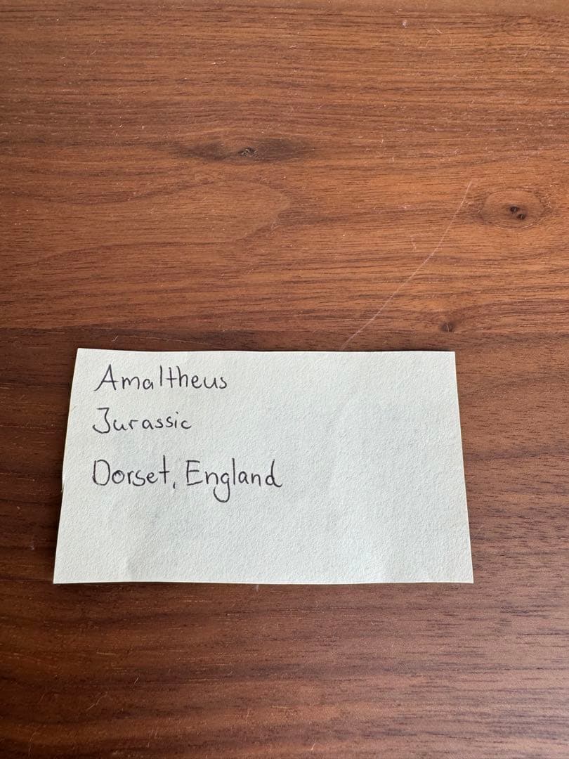 アンモナイト化石