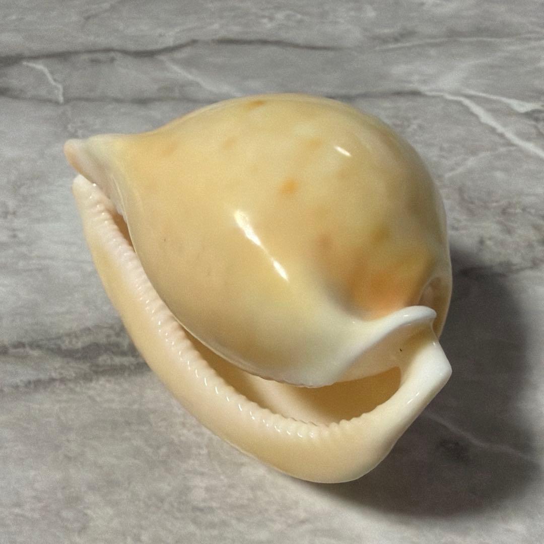 (大型)ウスアカネダカラ　薄茜宝貝　貝殻　コレクション　タカラガイ　ラベル付き