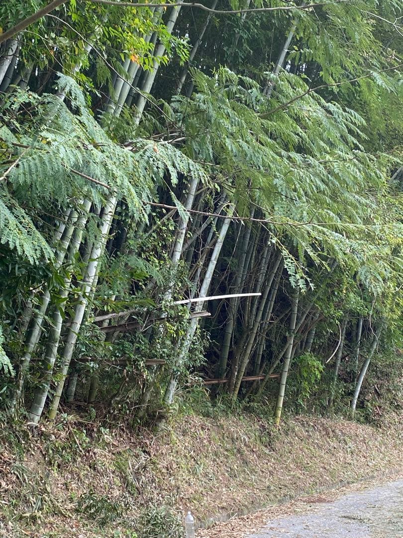 はちみつ　日本蜜蜂のハチミツ　奥山の奥の蜂蜜と花粉入りハチミツ