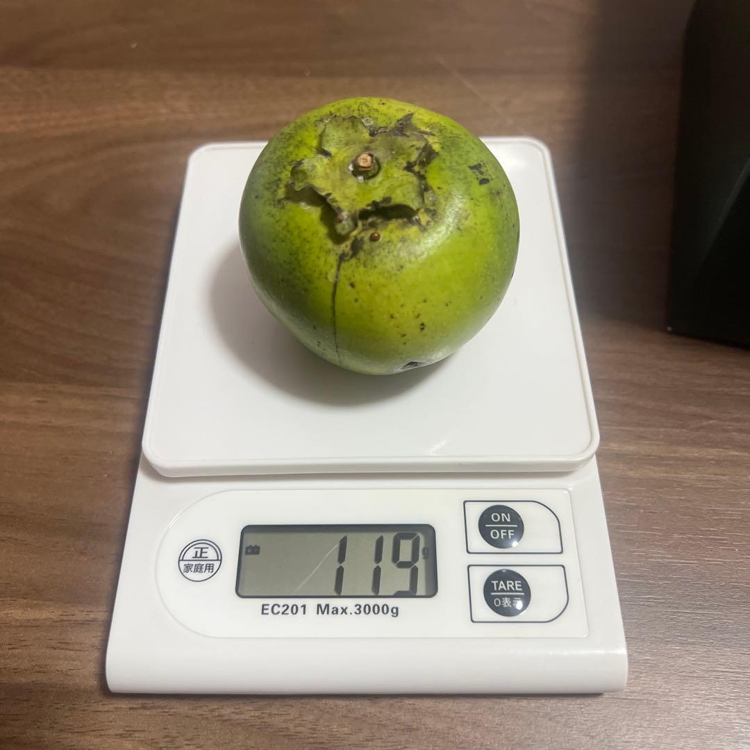 沖縄県産ブラックサポテ