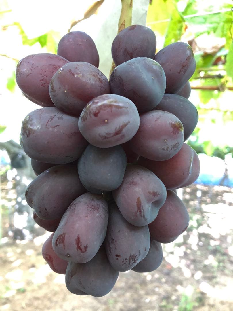 #1 山梨県産　富士の輝き　2kg