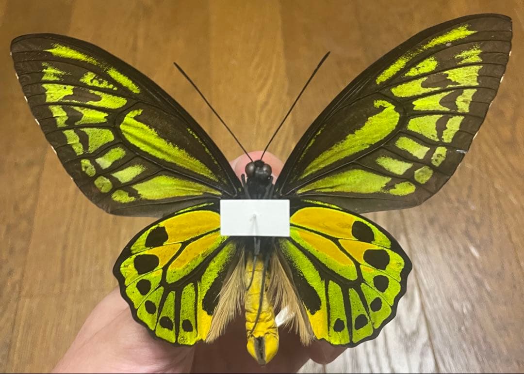 蝶　標本　アカメガネトリバネアゲハ　ペア