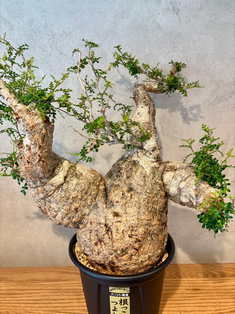 【お正月セール　塊根１５cm】オペルクリカリア　パキプス　発根済み