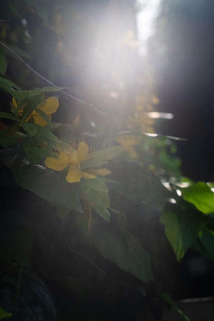 ライカの標準！Leica Elmar 50mm F2.8 オールドレンズ