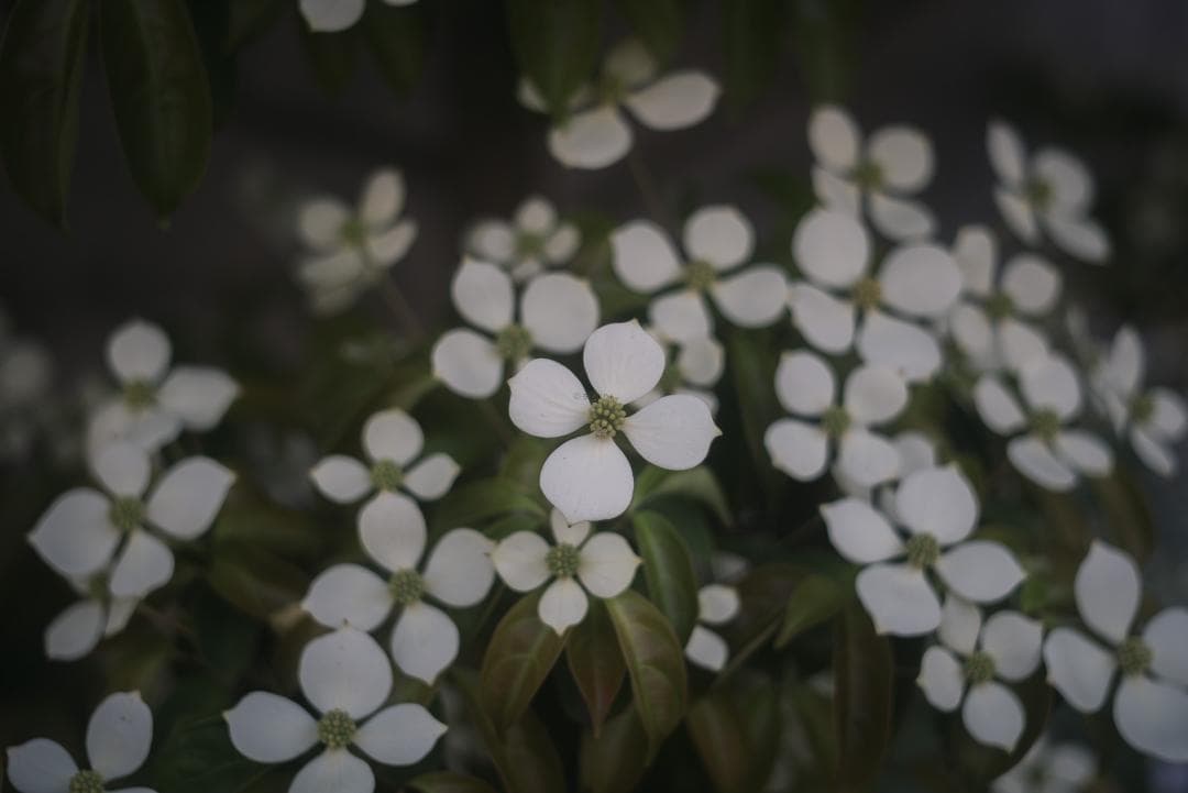 ライカの標準！Leica Elmar 50mm F2.8 オールドレンズ