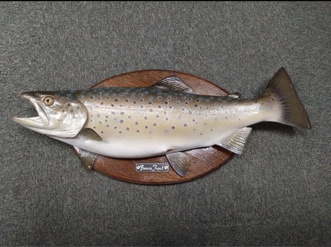 ブラウントラウト　レプリカ　剥製　壁掛け