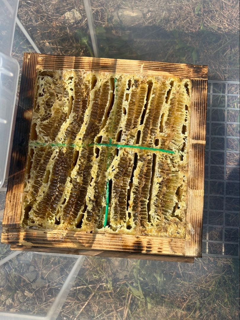 日本みつばち1800g