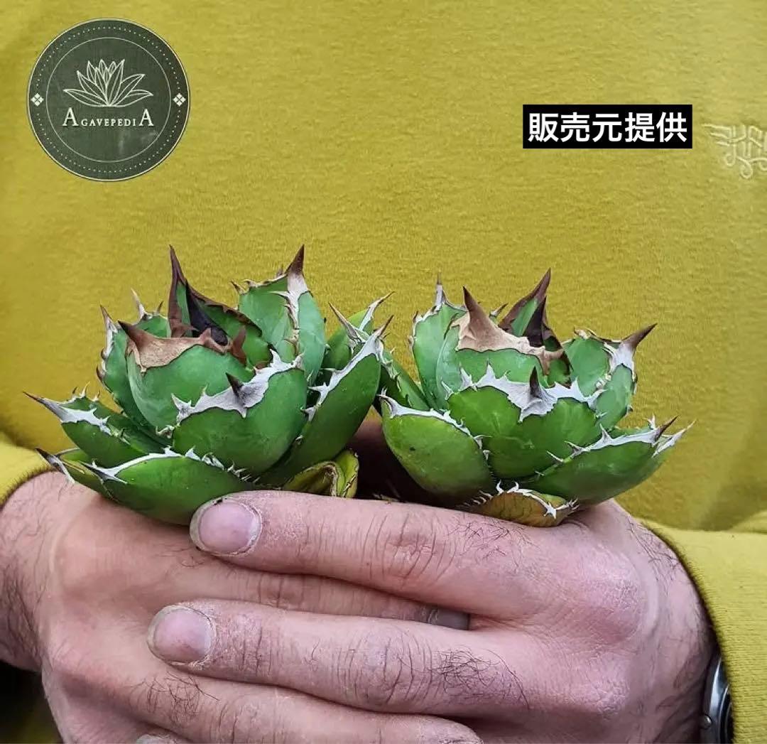 T*☆様 【初売りオークション】111 REZA産　目玉　選抜　アガベ　BUFF