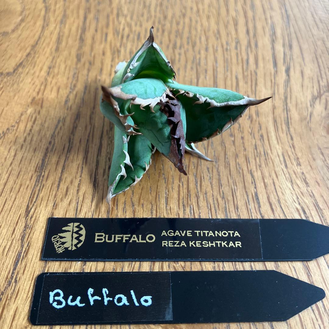 T*☆様 【初売りオークション】111 REZA産　目玉　選抜　アガベ　BUFF