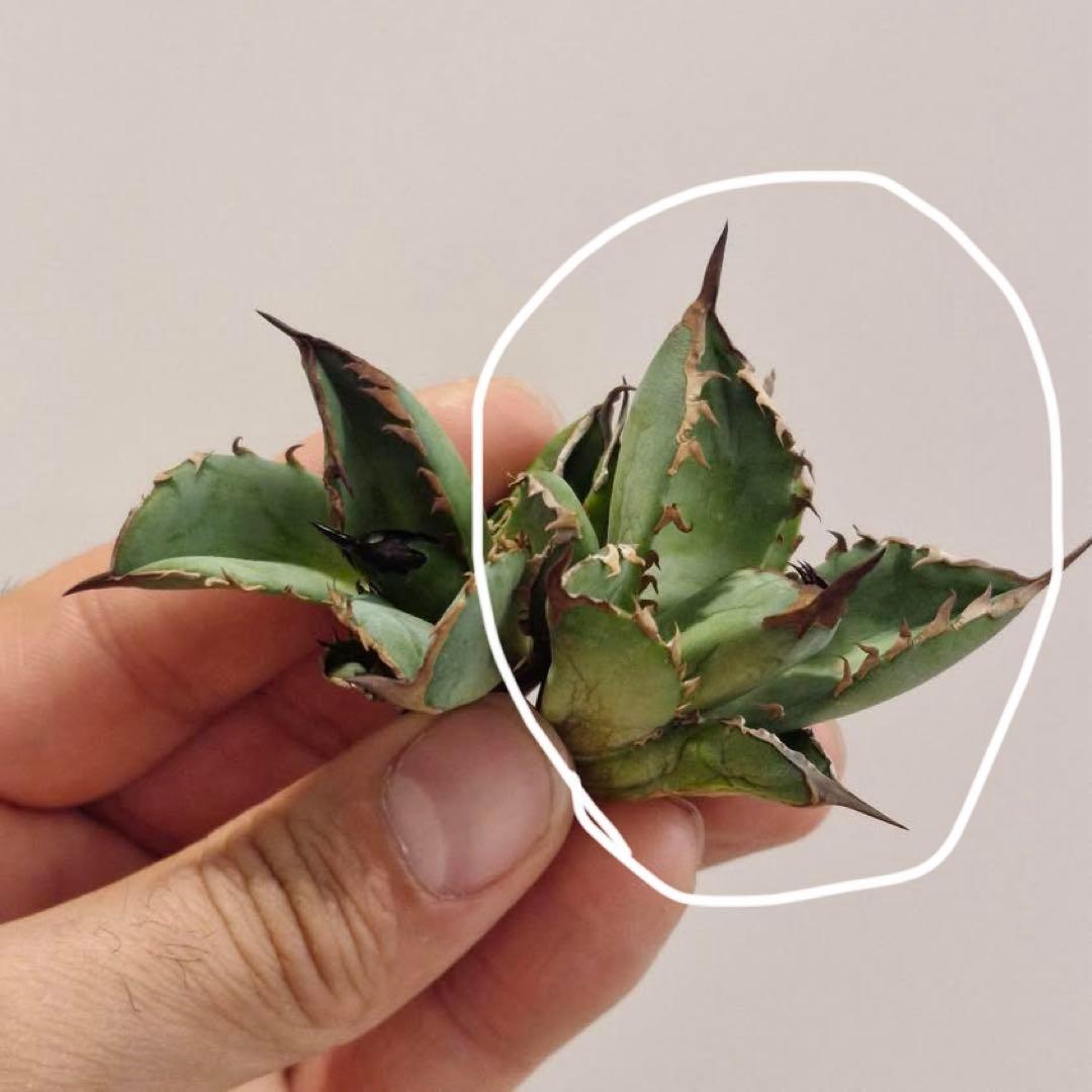 T*☆様 【初売りオークション】111 REZA産　目玉　選抜　アガベ　BUFF