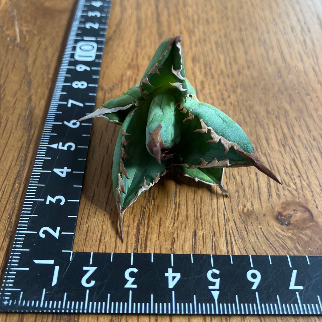 T*☆様 【初売りオークション】111 REZA産　目玉　選抜　アガベ　BUFF