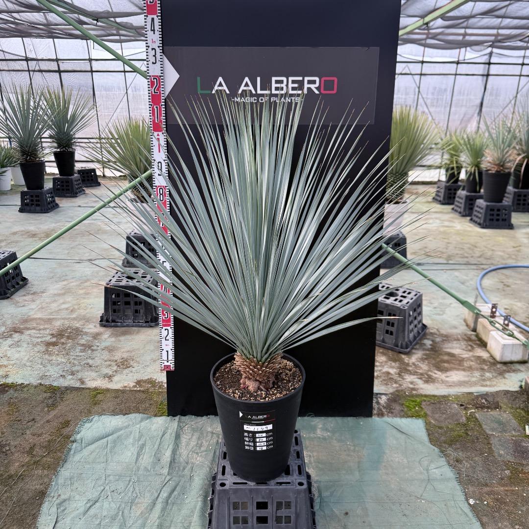 【AL1149】ユッカ　ロストラータ　ランチョブルー　数量限定