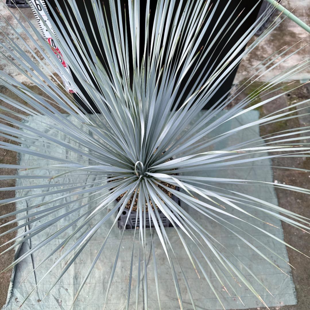 【AL1149】ユッカ　ロストラータ　ランチョブルー　数量限定