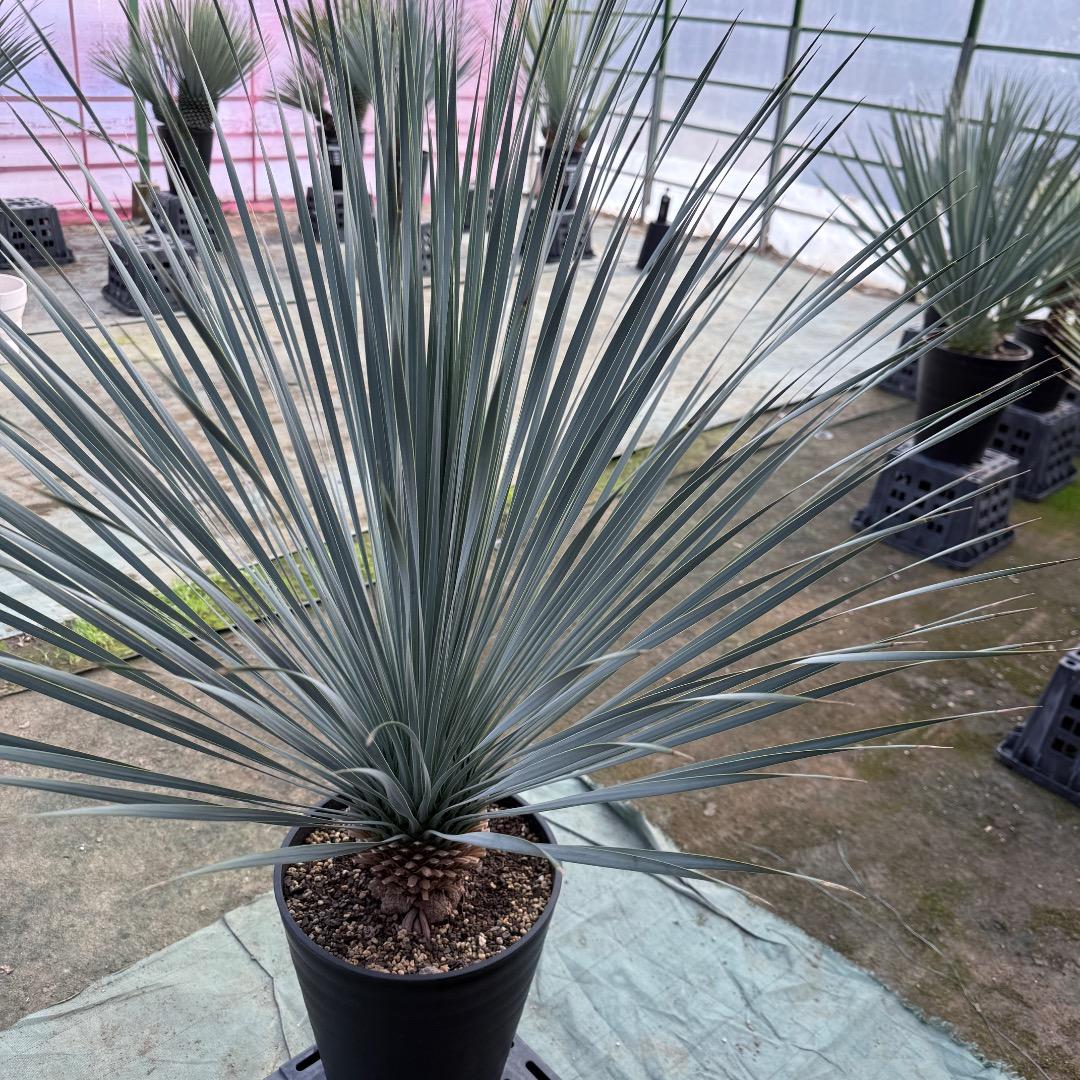 【AL1149】ユッカ　ロストラータ　ランチョブルー　数量限定