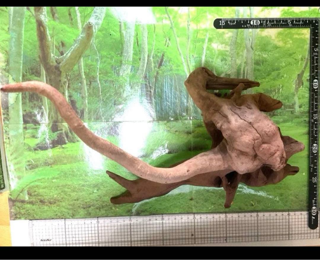 モスキート4点 天然水槽用流木