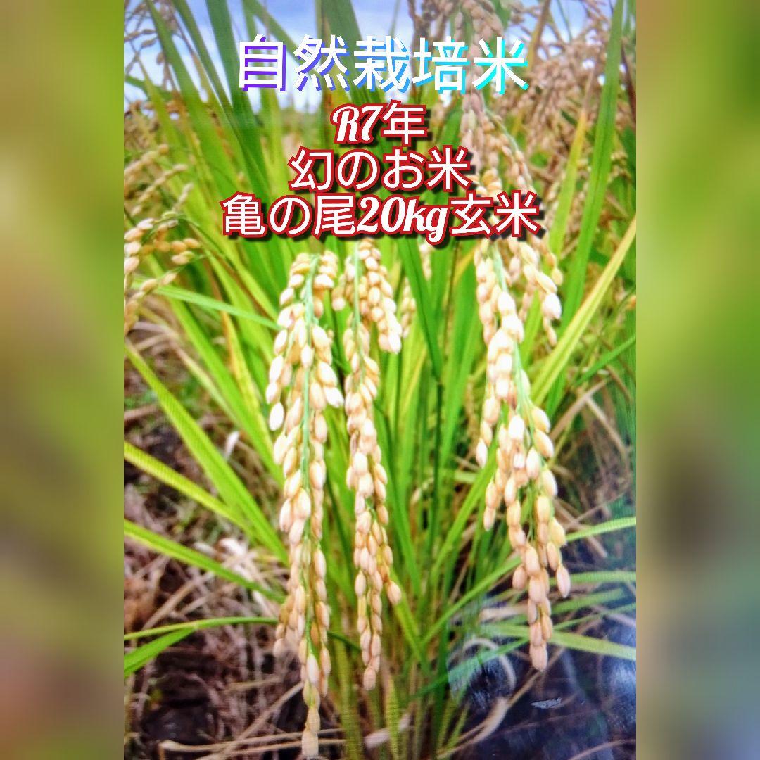 2 令和7年 自然栽培米 亀の尾20kg精米