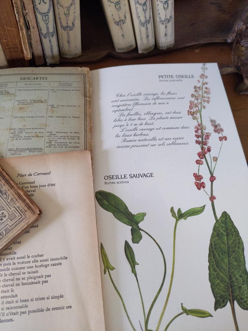 洋書、フランス、ナタン社植物図鑑