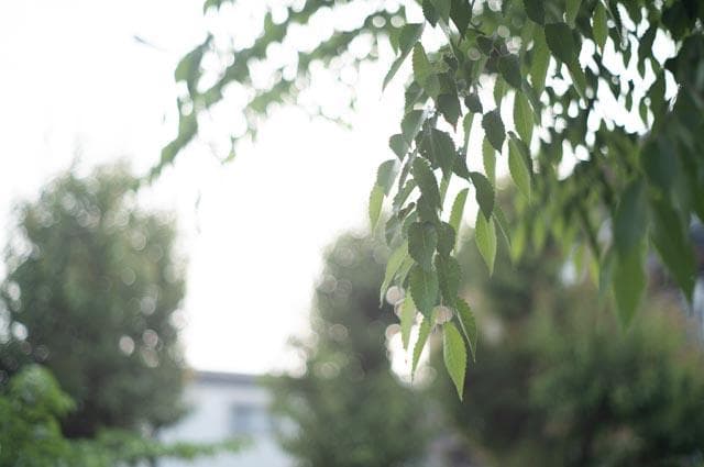 【オールドレンズ】Super Takumar 55mm f1.8 後期