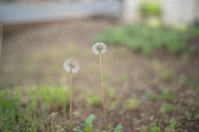 【オールドレンズ】Super Takumar 55mm f1.8 後期