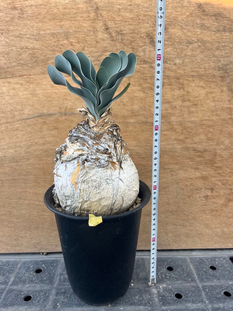 ブーファン　ハエマンソイデス　（検　ハエマントイデス　ディスティチャ