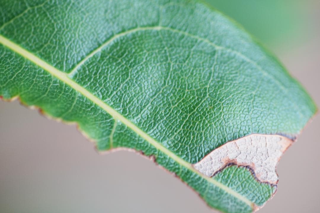 レンズ(単焦点) Carl Zeiss Makro-Planar 100mm f2.8 AE 47