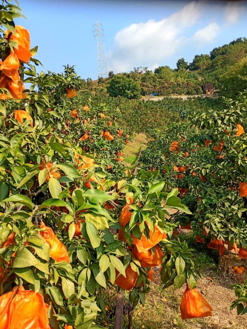 149愛果 まどんな 家庭用 10kg