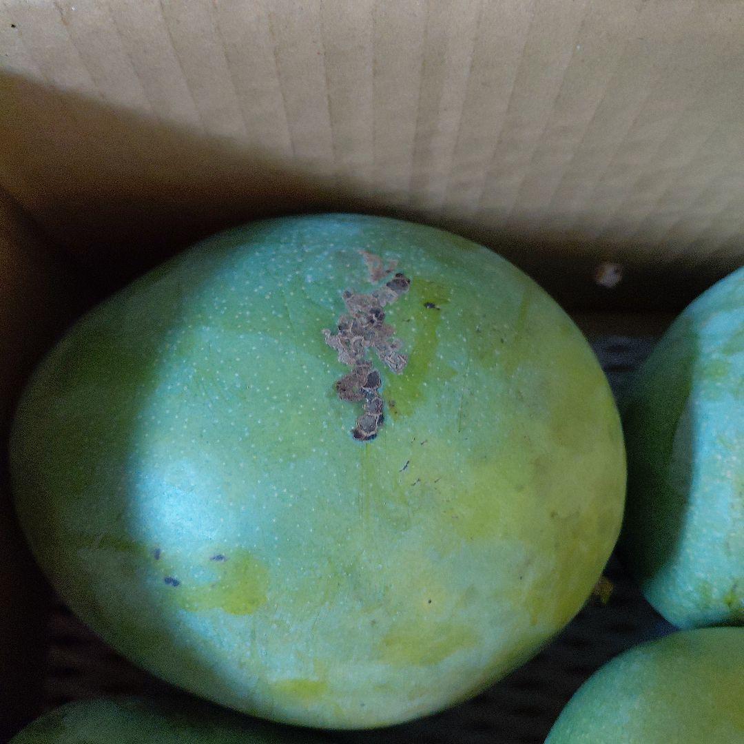 追熟型④　キーツマンゴー５玉