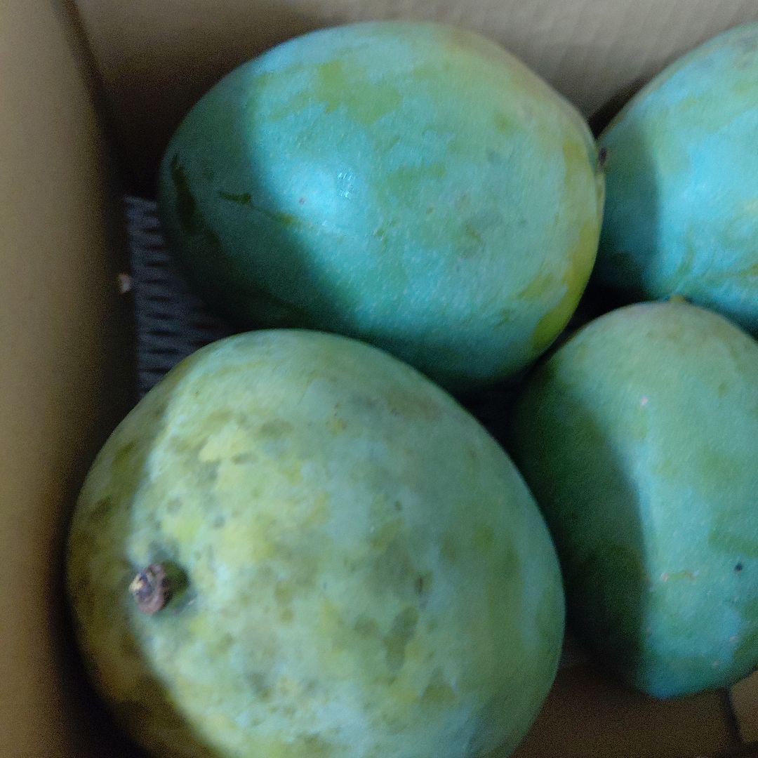 追熟型④　キーツマンゴー５玉