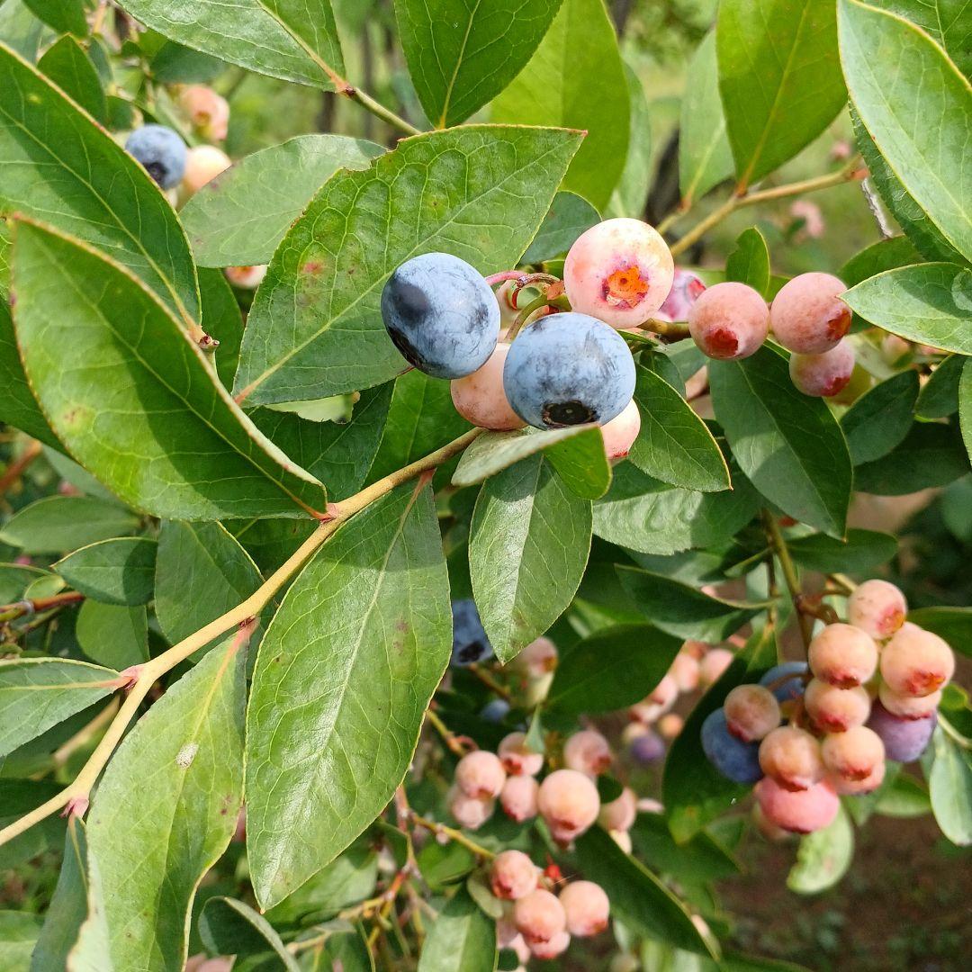 トミー様予約　冷凍　ブルーベリー　4kg