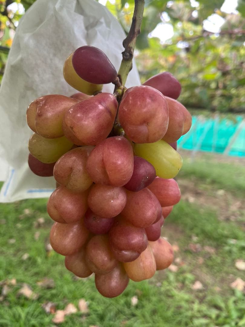 マイハート３キロを3箱　１４日発送