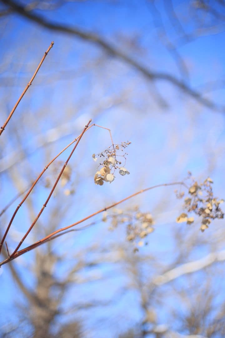 YASHICA AUTO YASHINON DS-M 50mm F1.7【美品】