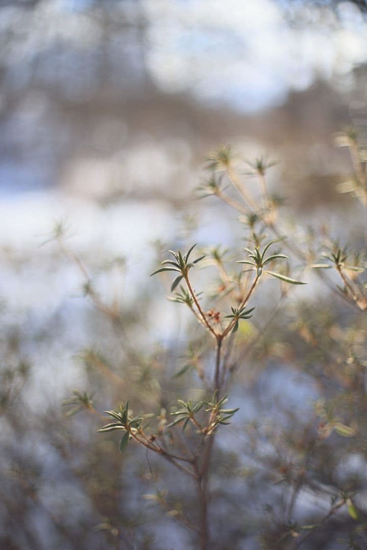 YASHICA AUTO YASHINON DS-M 50mm F1.7【美品】