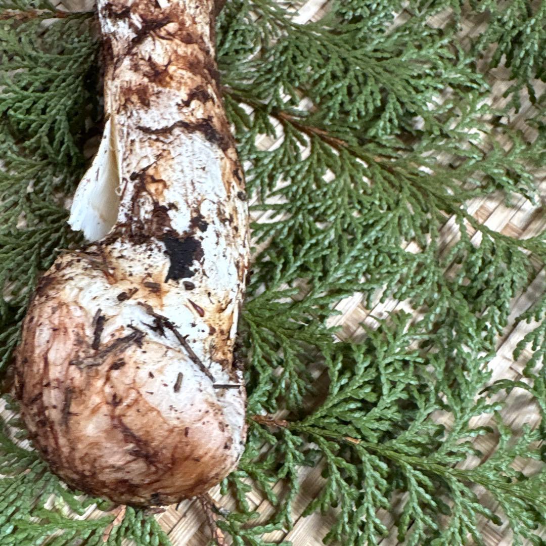 長野県南信州産‼️松茸 93g 11/11朝採れ