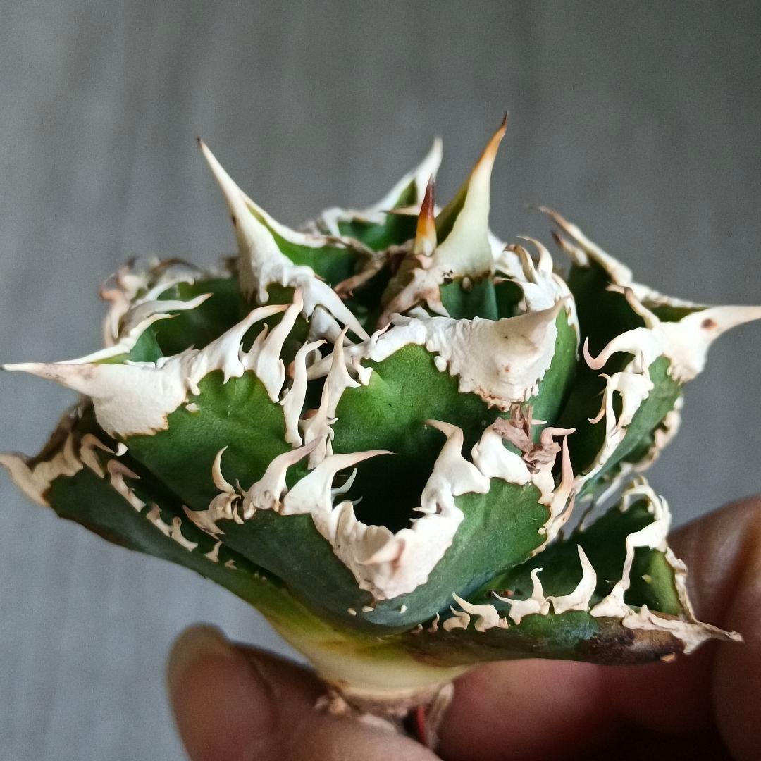 A280 特選 アガベチタノタ 大白鯊 強狂棘 極上白鋸歯 極上優良株