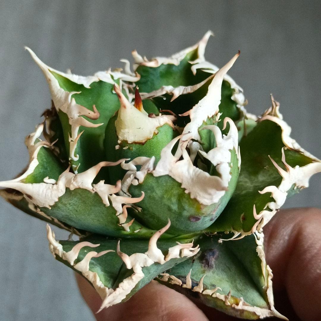 A280 特選 アガベチタノタ 大白鯊 強狂棘 極上白鋸歯 極上優良株