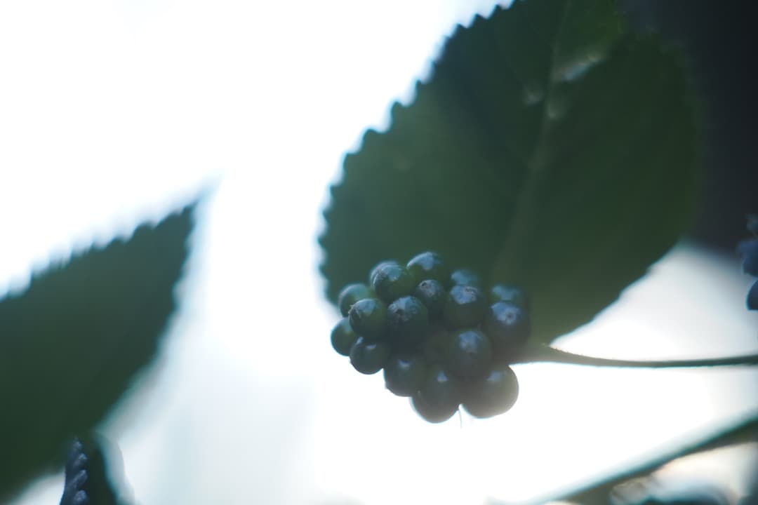 KERN Macro SWITAR 50mm F1.4 ケルン　Cマウント