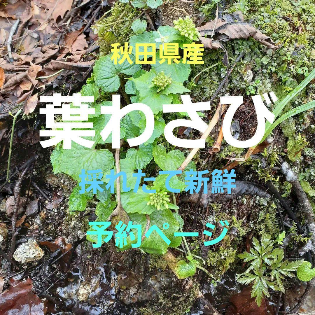 秋田県産 葉わさび 山わさび 採れたて
