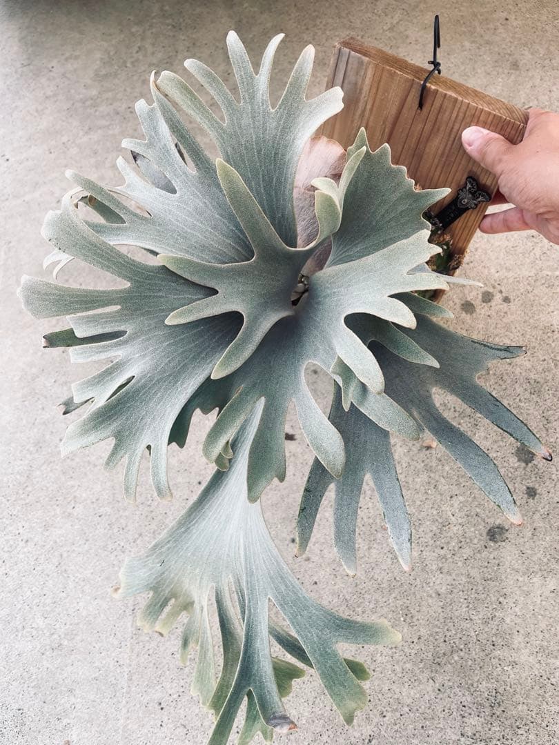 ビカクシダ　P.ghost（ゴースト）子株