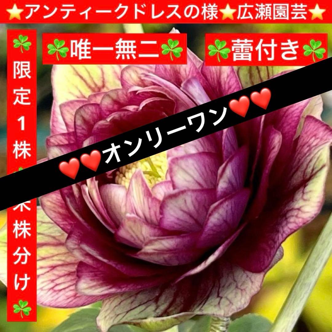ヒ*イ様 ☘️限定1株☘️未株分け☘️蕾付き☘️3357⭐️アンティークドレスの