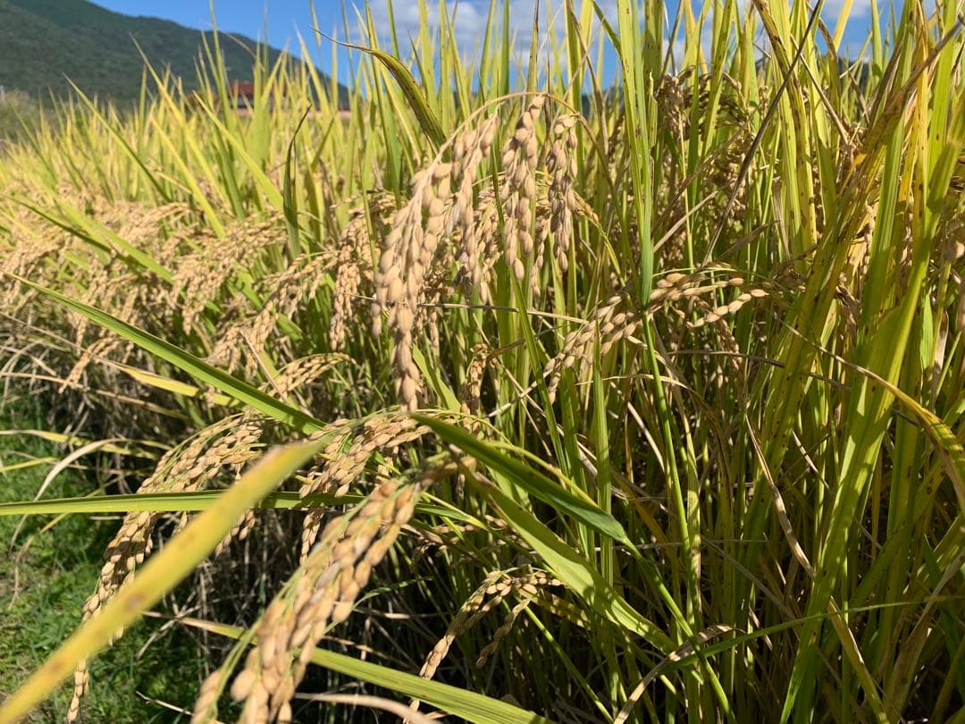 令和7年度産ヒノヒカリ玄米10kg(送料込)減農薬のお米