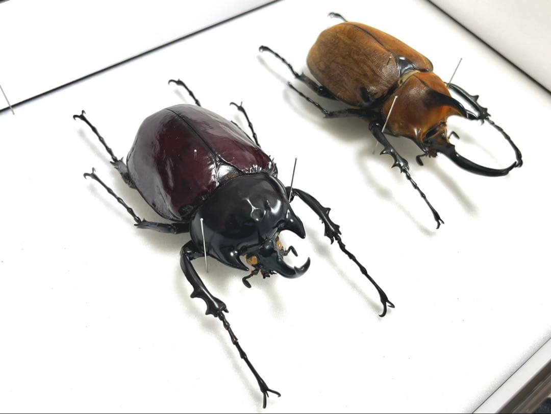 ギアスゾウカブト102mm　ヤヌスゾウカブト　94mm 標本　セット