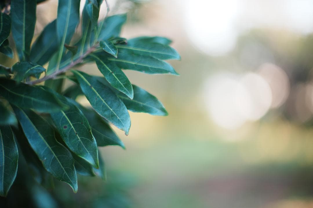 アダプター Minolta MC-ROKKOR PG 58mm F1.2 891