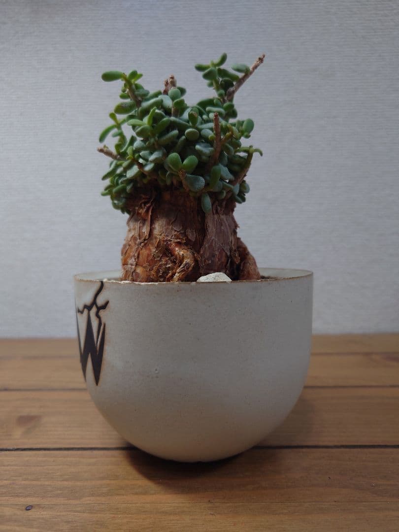 ケラリアピグマエア ベアルート株 VALIEM 鉢