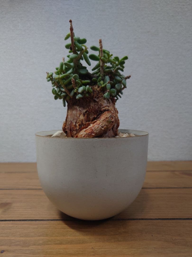 ケラリアピグマエア ベアルート株 VALIEM 鉢