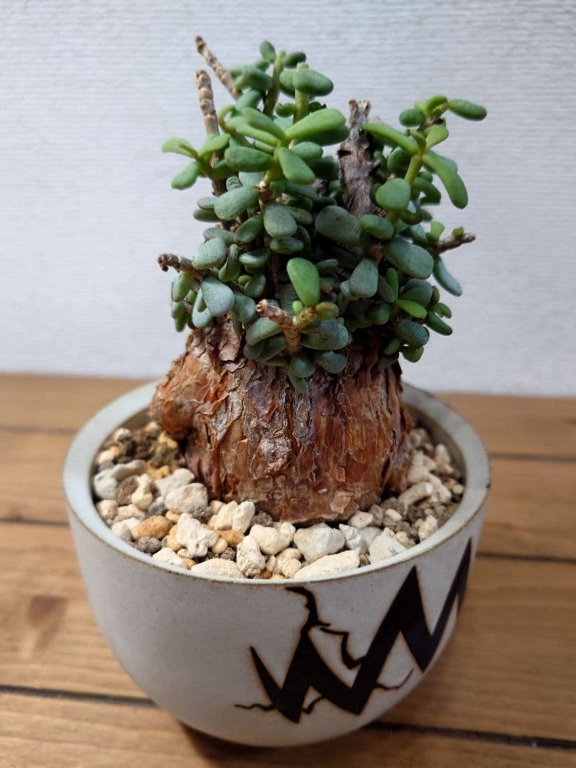 ケラリアピグマエア ベアルート株 VALIEM 鉢