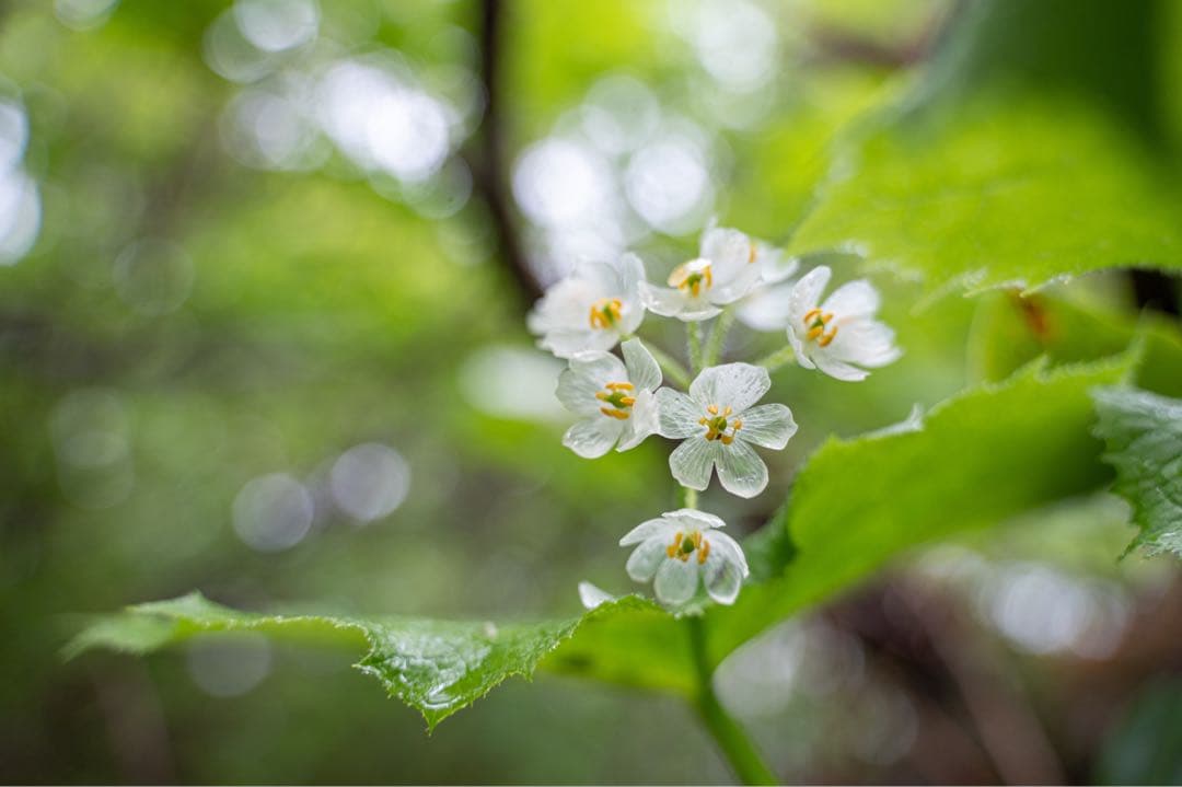 Nikkor105mmf/2.8GIF-ED NikonニコンAF-SVRマクロ