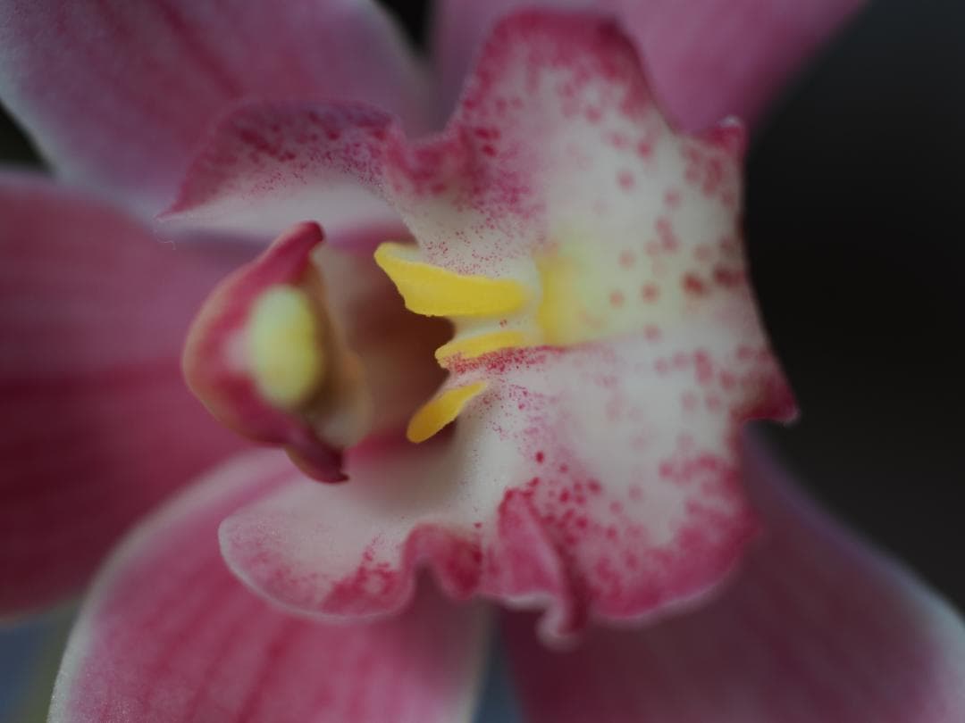 アダプター付きOLYMPUS ZUIKO AUTO-MACRO 50mm