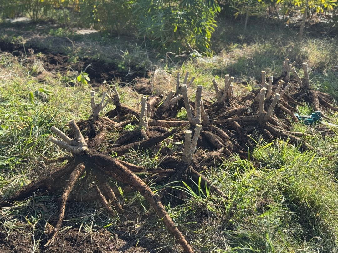 キャッサバ芋 箱込み20kg MANDIOCA CASSAVA【新鮮品質】