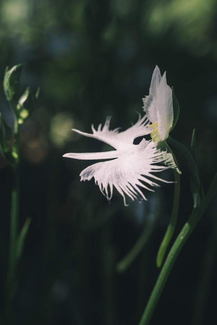 taureich様Summicron 50mm F2 1st 前期 固定鏡胴
