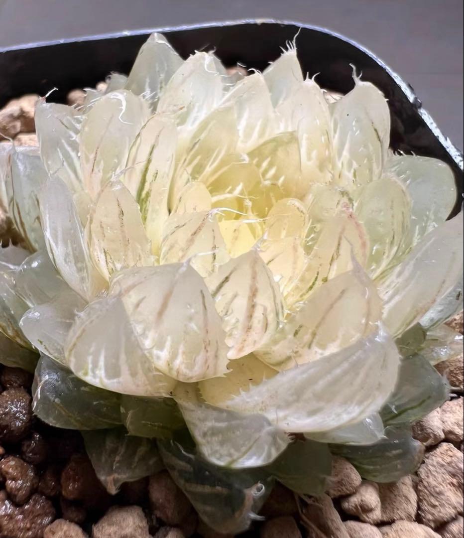 あ*ん様 多肉植物　ハオルチア　翠雲錦　フラワー型　糊斑　超美品